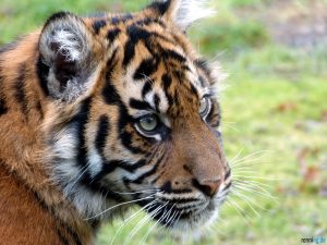 Sumatra Tiger Baby