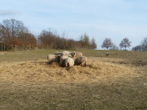 Schafe auf dem Hof
